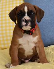 Puppies for sale boxer - Canada, Alberta, Calgary