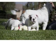 Puppies for sale english bulldog - France, Paris. Price 11 €