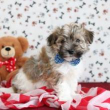 Puppies for sale havanese - Moldova, Tiraspol