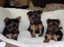 Puppies for sale yorkshire terrier - Greece, Heraklion. Price 10 €