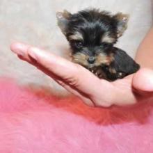 Puppies for sale yorkshire terrier - Latvia, Riga. Price 150 €