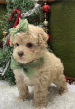 Puppies for sale poodle - Poland, Bytom