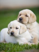 Puppies for sale labrador - Finland, Helsinki. Price 11 €