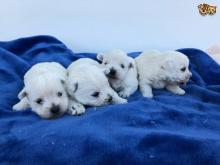 Puppies for sale west highland white terrier - Russia, Archangel