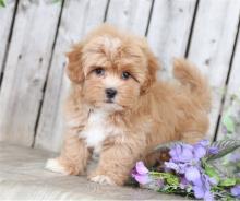 Puppies for sale , havapoo - Armenia, Gyumri