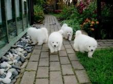 Puppies for sale samoyed dog (samoyed) - Ukraine, Lvov
