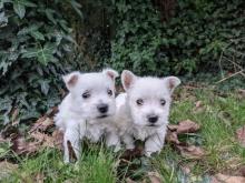 Puppies for sale west highland white terrier - Austria, Vienna