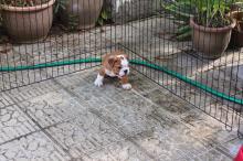 Puppies for sale english bulldog - Germany, Bremen