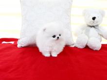 Puppies for sale pomeranian spitz - Malta, Valletta. Price 10 €