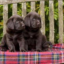 Puppies for sale labrador - Ireland, Cork. Price 11 €