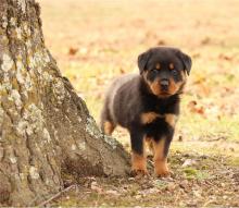 Puppies for sale rottweiler - Canada, British Columbia, Vancouver