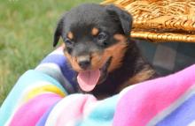 Puppies for sale rottweiler - Czech Republic, Hradec Kralove