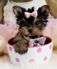 Puppies for sale yorkshire terrier - Ireland, Cork. Price 10 €