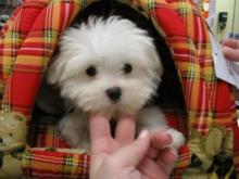 Puppies for sale maltese - Latvia, Gulbene