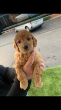 Puppies for sale , cockapoo - Netherlands, Hurley