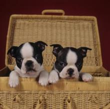 Puppies for sale boston terrier - Romania,