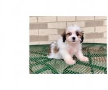 Puppies for sale lhasa apso - Cyprus, Larnaca
