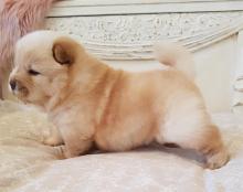 Puppies for sale chow chow - Netherlands, Hurley