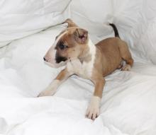 Puppies for sale bull terrier - Ireland, Dublin. Price 10 €