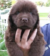 Puppies for sale newfoundland - Ireland, Dublin. Price 11 €