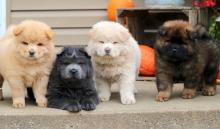 Puppies for sale chow chow - Germany, Leverkusen. Price 10 €