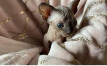 Puppies for sale , sphynx kitten - United Kingdom, Southport