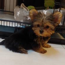 Puppies for sale yorkshire terrier - Ireland, Cork