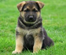 Puppies for sale german shepherd dog - Poland, Warsaw. Price 11 €