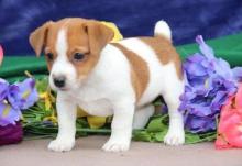 Продам щенка jack russell terrier - Ireland, Dublin