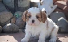 Puppies for sale king charles spaniel - Bulgaria, Sofia