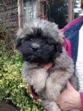 Puppies for sale lowchen - United Kingdom, Belfast. Price 10 €