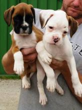 Puppies for sale boxer - Ireland, Dublin