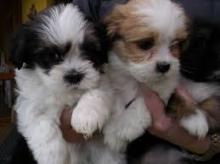 Puppies for sale lhasa apso - Greece, Patra. Price 11 €