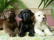 Puppies for sale labrador retriever - Spain, Oviedo