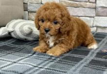 Puppies for sale , cavapoo - Greece, Athens. Price 10 €