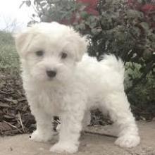 Puppies for sale , maltipoo - Moldova, Tiraspol. Price 11 €