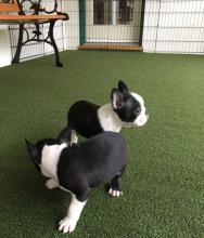 Puppies for sale boston terrier - Ireland, Dublin