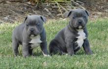 Puppies for sale staffordshire bull terrier - Bulgaria, Sofia