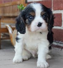 Puppies for sale , cavalier king - Kazakhstan, Petropavlovsk