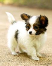 Puppies for sale papillon and phalene - Ireland, Dublin. Price 150 €