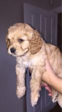 Puppies for sale other breed - Canada, Ontario, Oshawa