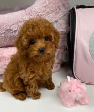 Puppies for sale toy-poodle - Austria, Linz. Price 11 €