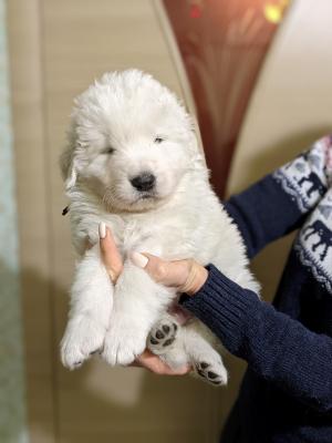 Продам щенка Маремма - Украина, Днепропетровск. Цена 700 долларов