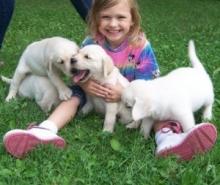 Puppies for sale labrador retriever - Russia, Archangel