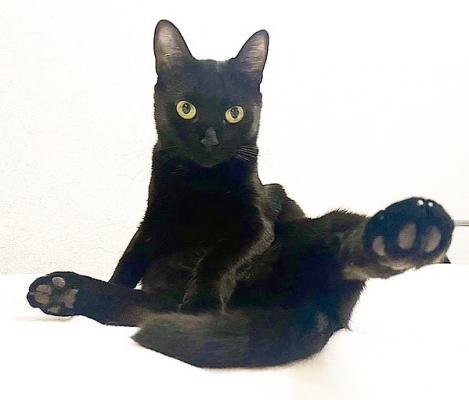 Отдам котят в добрые руки Беспородная, Чёрная кошка в добрые руки - Россия, Москва