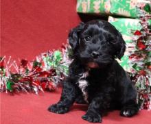 Puppies for sale , havapoo - Greece, Chania