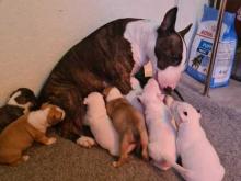 Puppies for sale bull terrier - Ireland, Dublin. Price 10 €