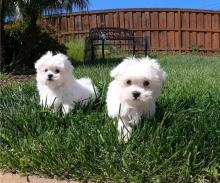 Puppies for sale maltese - Ireland, Tralee