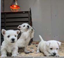 Puppies for sale west highland white terrier - Ireland, Dublin