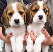 Puppies for sale beagle - Germany, Bremen